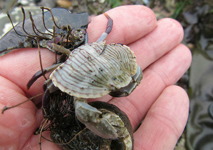 Red Rock Crab